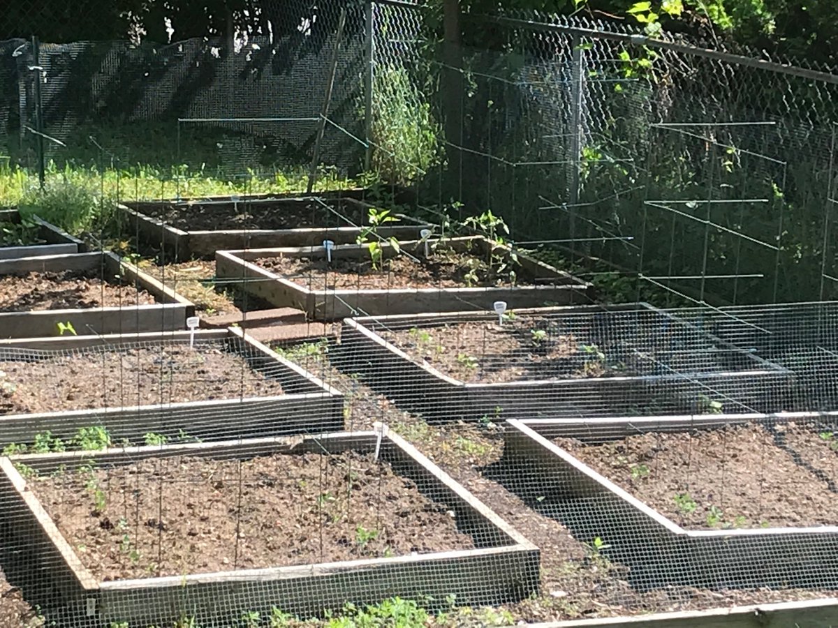 CallMeCanary's tweet image. Things are starting to shoot up outta the ground like crazy.  Yay gardening!