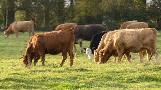 BritishBeefLamb's tweet photo. Another article on how incorporating #livestock into your #arable rotation can have multiple benefits, in this case it's soil health! #TeamBeef #BritishArable #BritishAgri via @FarmersWeekly https://t.co/0QyQ8mujXU https://t.co/ff0Cv57Dcz