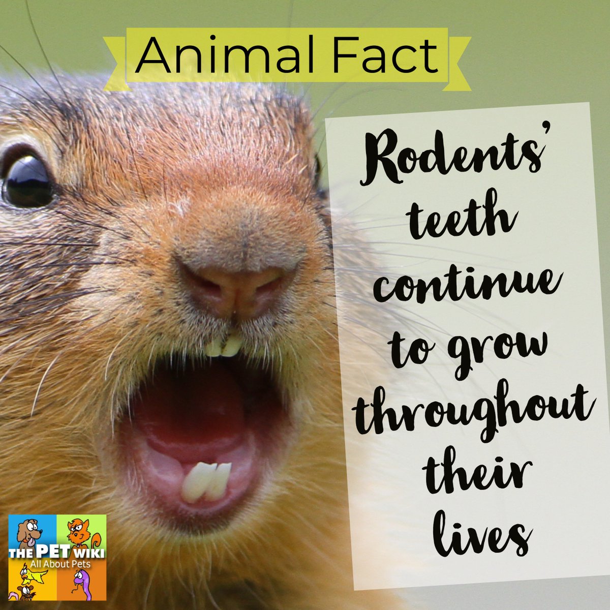 ThePetWiki's tweet photo. Animal Fact of the Day: Rodents' teeth continue to grow throughout their lives. They need to wear their teeth down by chewing. Make Sure to provide your pal with chewing toys. https://t.co/d26FWw0xVH
#didyouknow https://t.co/2c3CTj5yFp