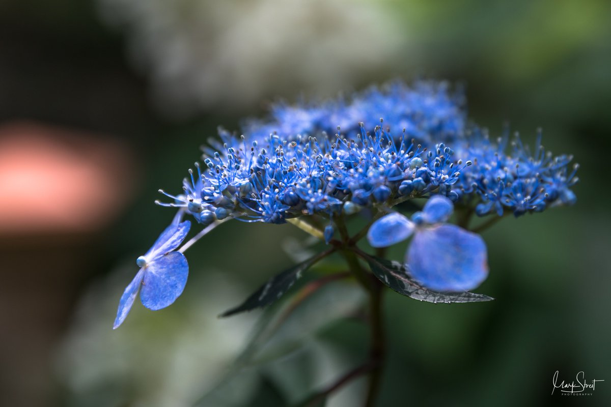 mcs130's tweet photo. @CanonUSAimaging The intricate and complicated flower called the "Lacecap Hydrangea" (in blue)... Color is SOOC... amazed at the detail, EOS 5D Mark IV, EF24-70mm f/2.8L II USM #TeamCanon #CanonFavPic #CanonColor #Georgia https://t.co/tJMWGIC4Im