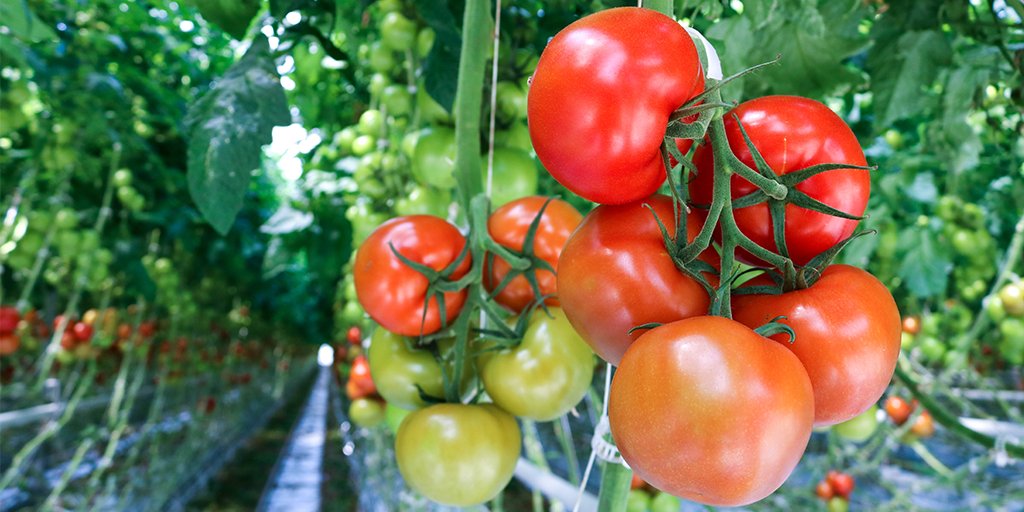 DoubleDiamondAr's tweet photo. When you work in a greenhouse, you get to see beautiful color like this on a regular basis! #FlavorGrowsHere #DoubleDiamondFarms #Greenhouse https://t.co/PiRwXQFrX5