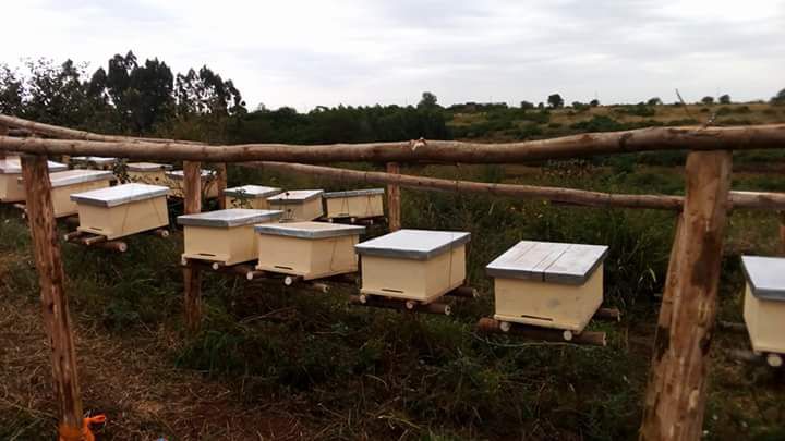 UNATHI_Labs's tweet photo. Promoting #beekeeping and #forestation to drive #incomediversification and environmental #conservation among #smallholderfarmers. Another #StrongFarmers program, complementing sustainable agriculture. #SDG2 #Africa #Kenya #UNATHI #Honey #Bees https://t.co/00wKkwLmlU