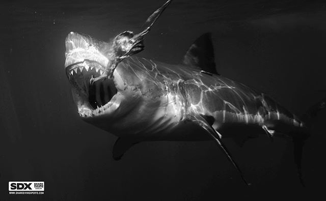 sharkxperts's tweet photo. Fear or fascination?.........#sdx #sharkdiving #sharkdivingxperts #greatwhiteshark #greatwhite #cagediving #blackandwhite #shark #gopro #savesharks #fear #facination #predator #apex #guadalupeisland #sharkweek #discovery #ocean #wildlife #nature #wild https://t.co/NWBcdSYNTC https://t.co/tyK2bLH21N