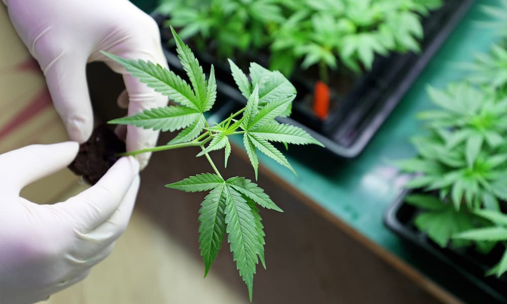 HIGH_TIMES_Mag's tweet photo. Michigan’s Legalization Efforts Have an Unlikely Champion: Republicans. https://t.co/DoKQaHogfy https://t.co/fbxAz6ei44