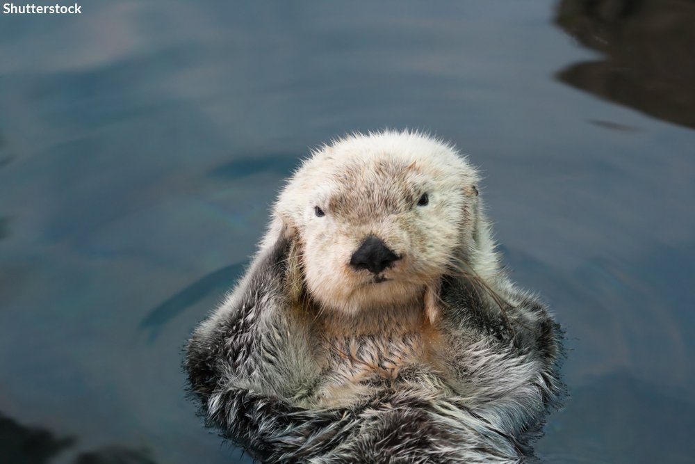 oceana tweet picture
