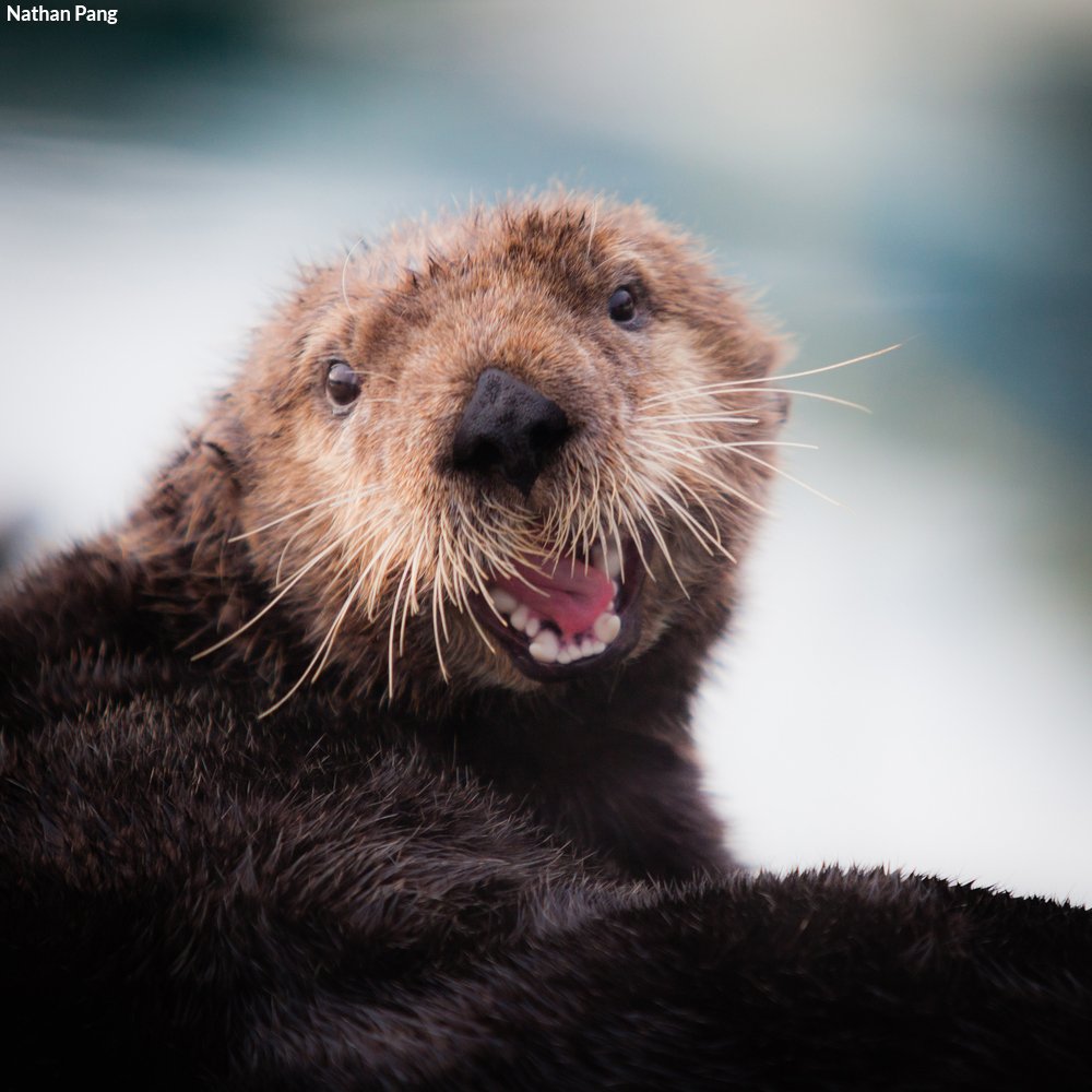 oceana tweet picture