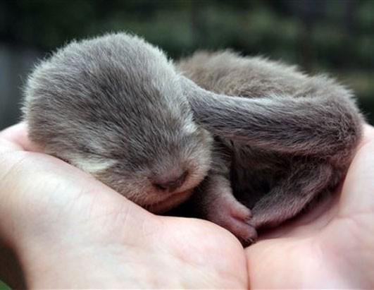 Marcus Chown on X: "Time spent with a baby otter sleeping in the palm of  your hand is never wasted #WorldOtterDay https://t.co/cvkQyNIcYR" / X
