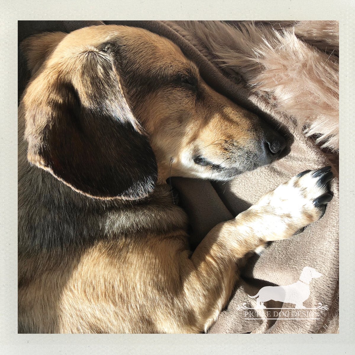 PickleDogDesign's tweet photo. Wednesdayzzzzz...
#minidoxie #sausagedog #dachshund #doxie #doglife #etsyseller #rspets #bhgpets #wednesdaymood #wednesdayfeeling #wednesdayfeels #sunnap #snooze #yearofthedog #humpday #wednesday #dognap #dog #etsyshop #etsy #shopsmall #shopdog #smallbiz #zzzzz #dachshunds https://t.co/BUAdgtDUKR