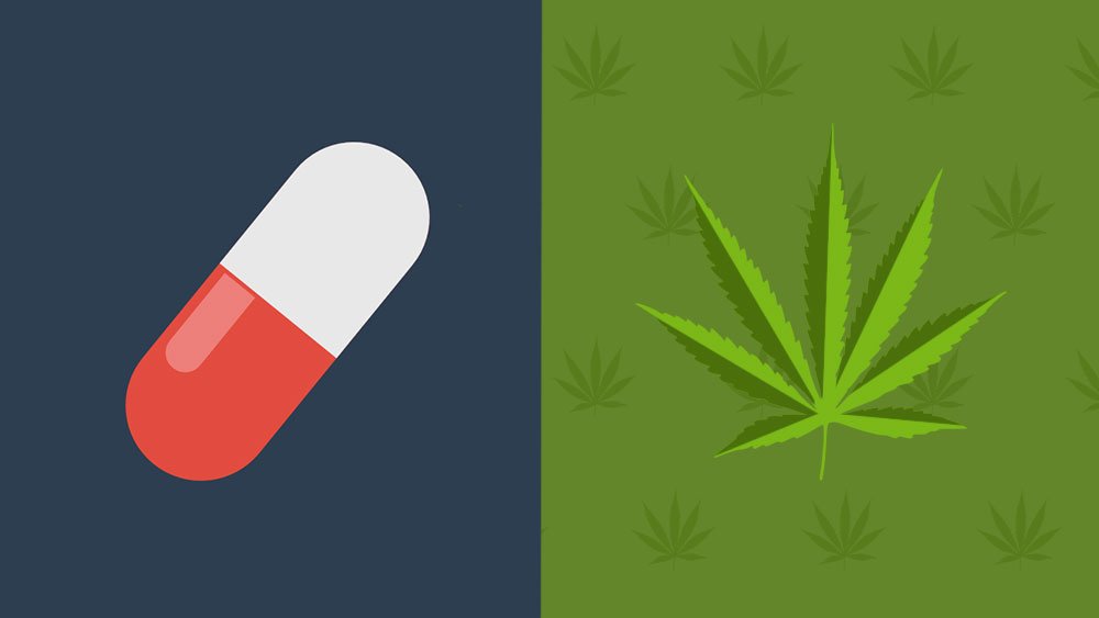 Airavida's tweet photo. Opioids vs Marijuana: Can Cannabis Replace Pain Management Drugs? https://t.co/E9MHMWBJyg https://t.co/NbKGzMgL0Y