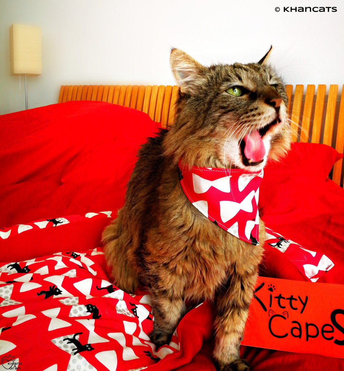 Our dearest furriend Genghis @khancats has just had surgery&amp; is waiting for histological results. Please send him healing purrs!
And if you can, consider donating to help cover his vet bills!
Every donor gets a discount at kittycapes.com (DM me for details)