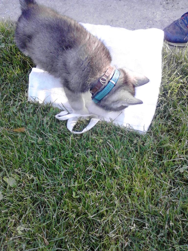 Milos crepulja (@milos_crepulja) on Twitter photo 