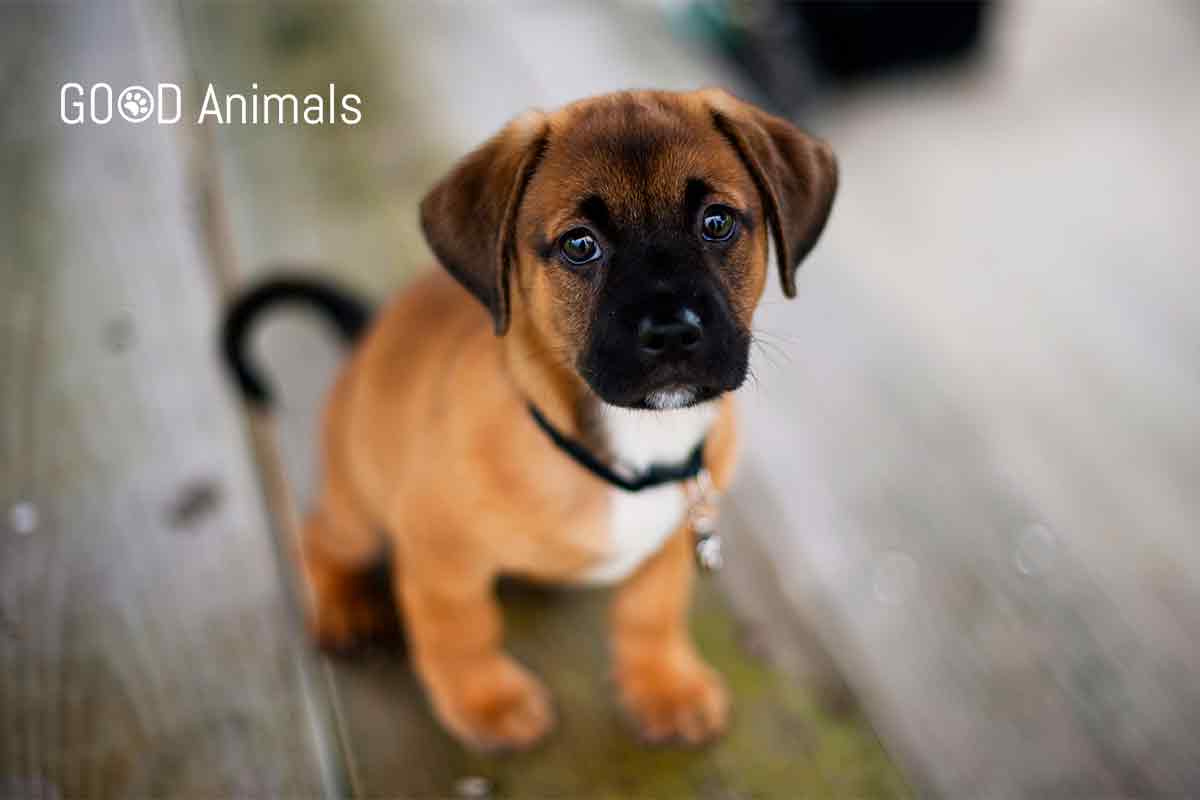 GoodAnimals2's tweet photo. Cesar 911 - Season 1 Episode 4 - Attack Dogs https://t.co/R05rP1Bckl
#Dogs https://t.co/SbWW5jIIe9