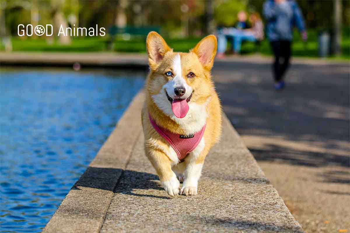 GoodAnimals2's tweet photo. Faith the 2 legged dog https://t.co/Dzg1RoGLJl
#Dogs https://t.co/dX3gLJFpDK