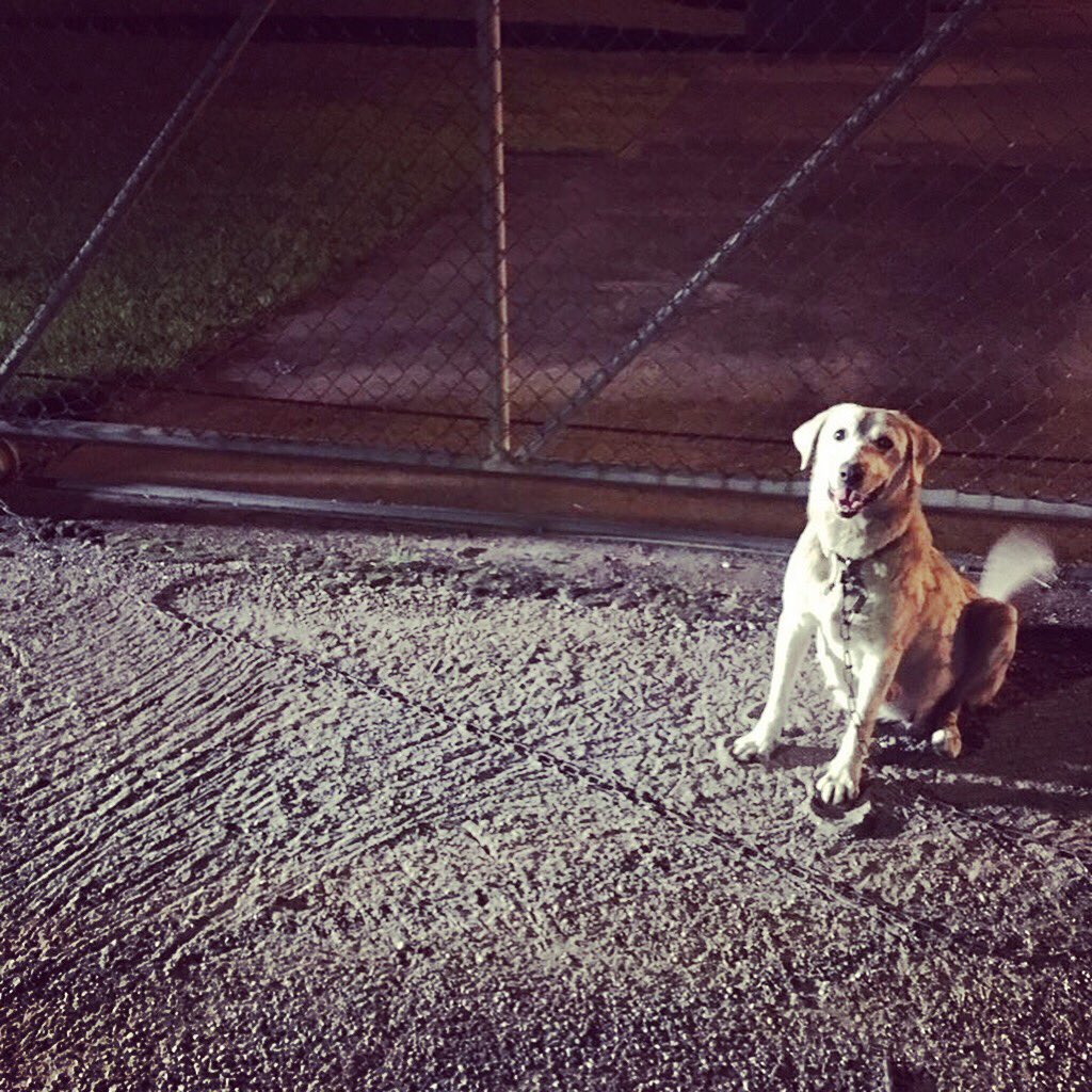janelle_bludau's tweet image. The Harris County Animal Shelter now has 407 animals, up 32 from yesterday. That’s not counting this sweet girl who was found chained to their fence this morning. Their capacity is 150 - they need adoptions now more than ever. #KHOU11