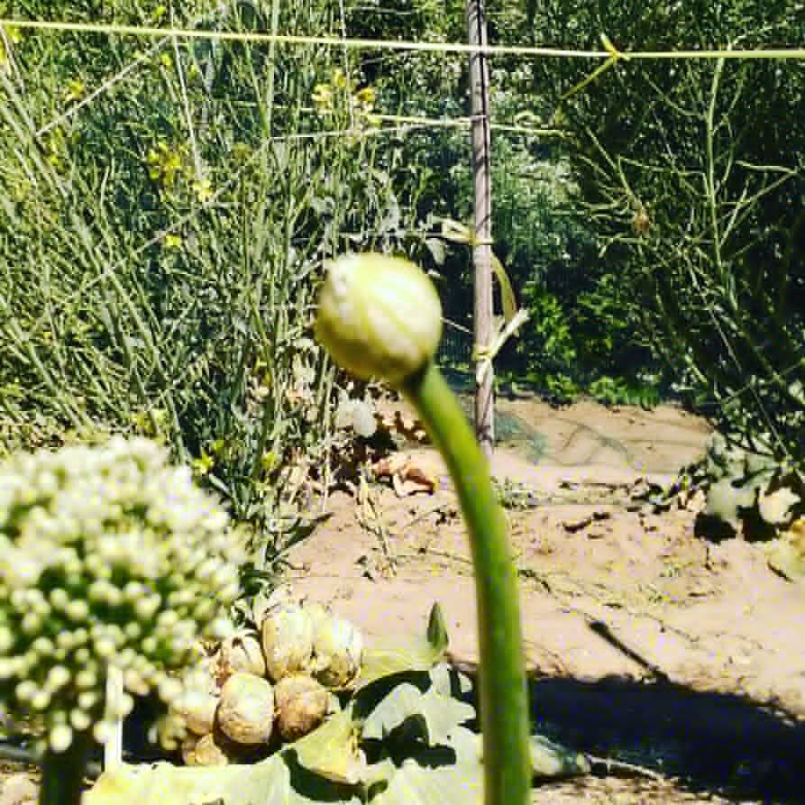 HortadelaLluna's tweet photo. Fases de floración de una cebolla ("allium cepa"), espectacular!!! Pronto sacaremos las semillas! #hortadelalluna #ecologia #ecology #ecologico #ecological #cebolla #onion #flor #flower #floracion #flowering #semillas #seeds #nuestrasemillanuestralibertad #ourseeds https://t.co/DwzqA9kuUB