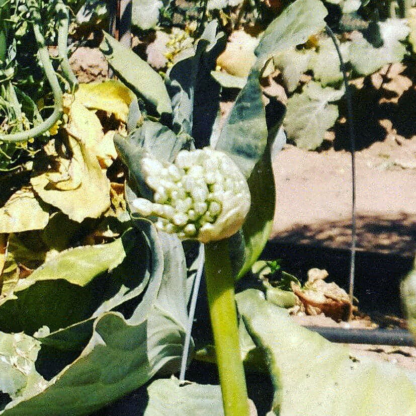 HortadelaLluna's tweet photo. Fases de floración de una cebolla ("allium cepa"), espectacular!!! Pronto sacaremos las semillas! #hortadelalluna #ecologia #ecology #ecologico #ecological #cebolla #onion #flor #flower #floracion #flowering #semillas #seeds #nuestrasemillanuestralibertad #ourseeds https://t.co/DwzqA9kuUB