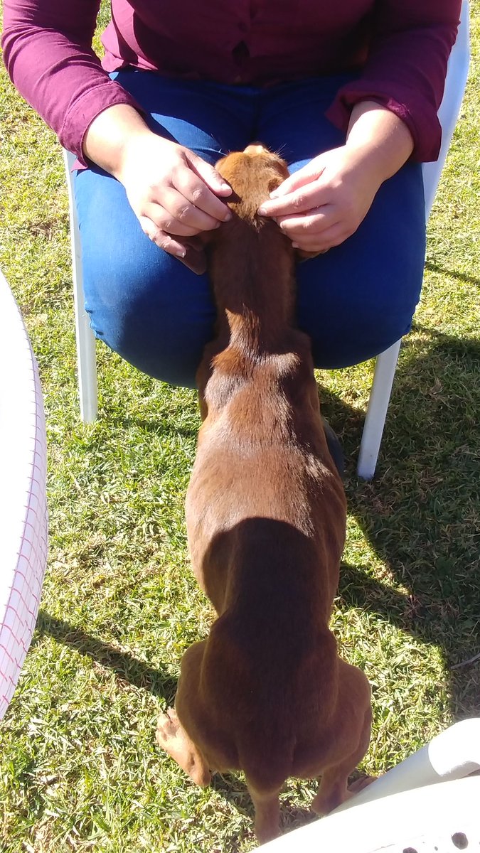 BrusBusca's tweet image. Este era yo hace 4 meses cuando me encontraron... Y este soy yo con 5,5 kg más !! #brus #brusbuscafamilia #AdoptaNoCompres sigo buscando una familia que me quiera !!