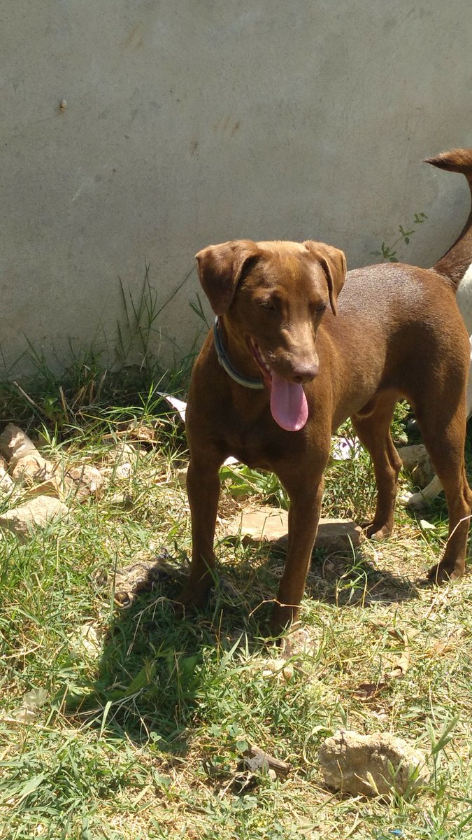 BrusBusca's tweet image. Este era yo hace 4 meses cuando me encontraron... Y este soy yo con 5,5 kg más !! #brus #brusbuscafamilia #AdoptaNoCompres sigo buscando una familia que me quiera !!