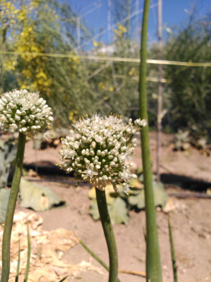 HortadelaLluna's tweet photo. Fases de floración de una cebolla ("allium cepa"), espectacular!!! Pronto sacaremos las semillas! #hortadelalluna #ecologia #ecology #ecologico #ecological #cebolla #onion #flor #flower #floracion #flowering #semillas #seeds #nuestrasemillanuestralibertad #ourseeds https://t.co/DwzqA9kuUB