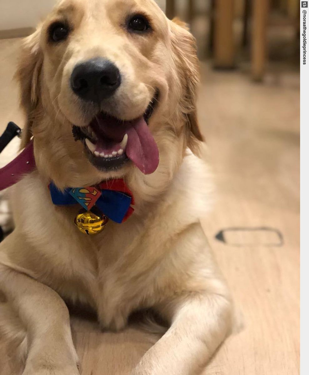 IngloriousDogs's tweet photo. Happy #TongueOutTuesday 🐶 #noraa #goldenretrieverpuppy #puppy #puppylove #dogsofinstagram https://t.co/KfK356aZga