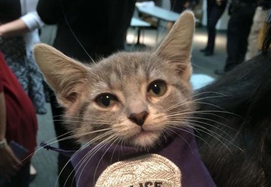 It’s nice to be important, but it’s more important to be nice.  Signed, Pawfficer Donut #WednesdayWisdom