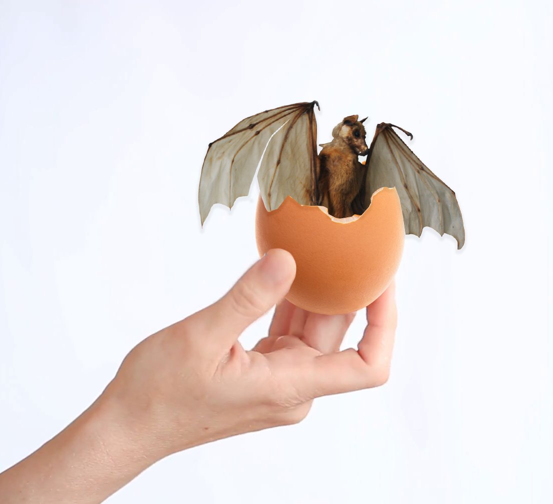 Do Bats Lay Eggs Asking List