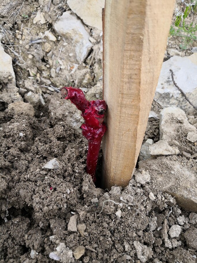 PieLoubie's tweet photo. Un plant de clairette le jours de sa plantation le 4 mai dernier... https://t.co/F6G8o9N0uC