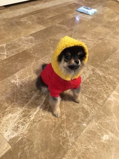 _xieca's tweet photo. Yeontan and yoongi share the same hoodie 💁💁💁 i stan this couple 💕 https://t.co/zuHdTRMnQ5