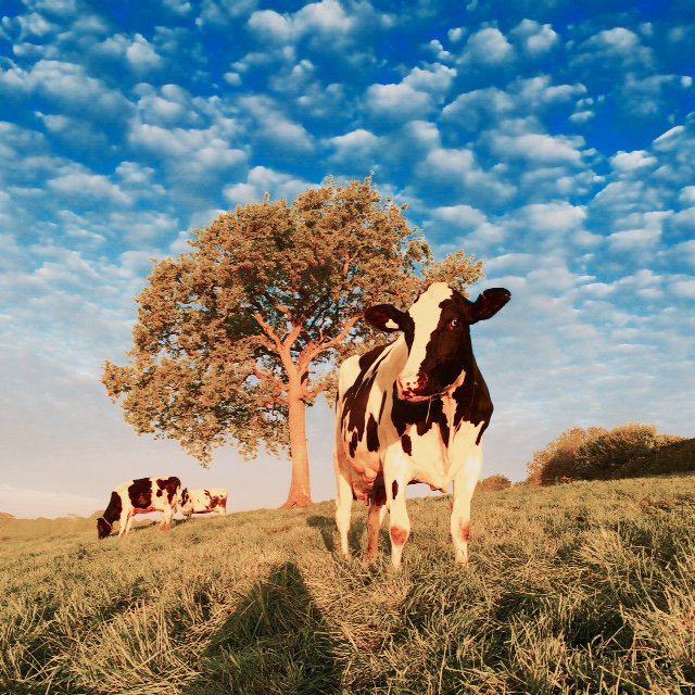 More and more often, each of you are keen to find out how you compare to your fellow dairy farmers.  

Click the link to find out how you compare on fertility and mastitis.

bit.ly/20BuEOx

Call us to discuss further (and find out which letter represents your farm).