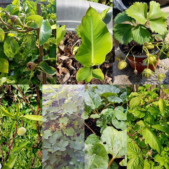 saltersevents's tweet photo. Amongst the #chaos of the #build, at least the plants still know what to do. #saltersevents #strawberry #rhubarb #raspberry #banana #pear #peach #redcurrent #corbett #orchard #simplelife #fruit #goodfood https://t.co/buuK52rLVO https://t.co/KyI8uvZozo