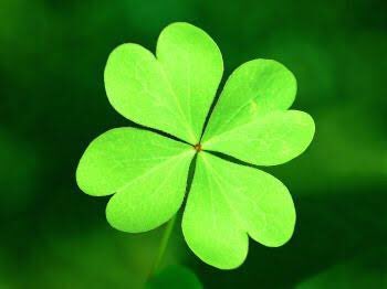nungstoon's tweet photo. 4-leaf clover means good luck ? 🍀 Good luck on this path my Longguo ahhh🐱🍀 ว่าแต่ที่กั๋วใบ้มันคืองี้ปะ แบบ ใบ Clover 4ใบ หายาก + โชคดีงี้~ (รอฟังเพลงต่อไป5555😂)

#Longguo #용국 #Yongguk #ยงกุก #JBJ https://t.co/at2o10yWgU