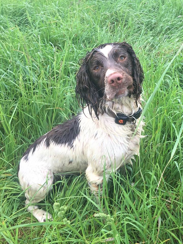 PitPatPet's tweet photo. It's.... you guessed it... #wetdogwednesday!!!! This is the last one we'll run for a while, next month we will choose something different! So post your wet dog pics and give us your fav ideas for June!! #fitdogfriday #muddydogmonday ? Here are Star and Harvey!! https://t.co/pl9MwVBRM3