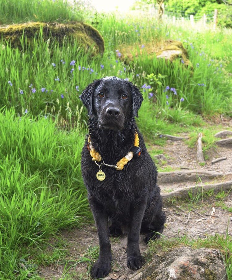 PitPatPet's tweet photo. It's.... you guessed it... #wetdogwednesday!!!! This is the last one we'll run for a while, next month we will choose something different! So post your wet dog pics and give us your fav ideas for June!! #fitdogfriday #muddydogmonday ? Here are Star and Harvey!! https://t.co/pl9MwVBRM3