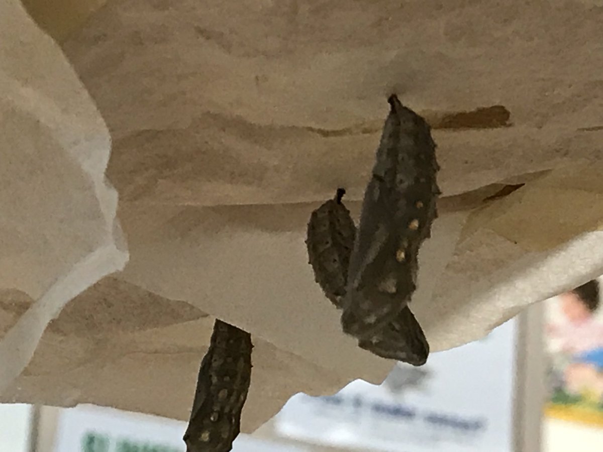 Mrs_LeeKell's tweet photo. @cookstowncps the #paintedladies are ready to become #butterflies #thekinderway #kinderlearn https://t.co/D3AFRpwdX0