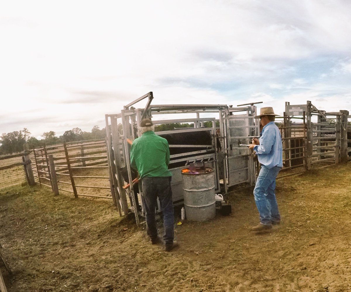damien_crump's tweet photo. AuctionsPlus assessing S &amp; D Foster cows https://t.co/wtcIQQEGlV