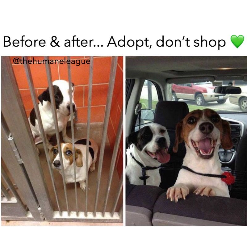 TheHumaneLeague's tweet photo. Always adopt, don't shop! 🐶 Tag a friend who needs to know. 👈🏽 https://t.co/EPXgV4jKTV