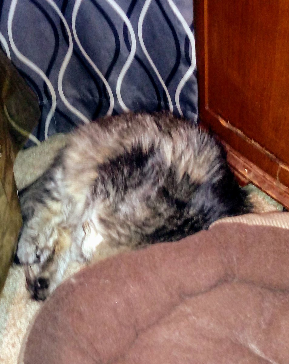angie7575's tweet photo. #CatsOfTwitter 5 kitties of my kitty train out the deck door but missing the caboose. #Charlie is out... #KittyTrain https://t.co/juOF3UV1fG