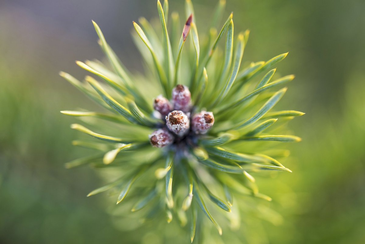 With close to 40% of CO2 emissions caused by buldings, it's high time to increase the use of the only building material actually capable of storing carbon - wood!  #GreenGrowth #ParisAgreement <a href="/FWMowinckel/">Frederik W Mowinckel</a>