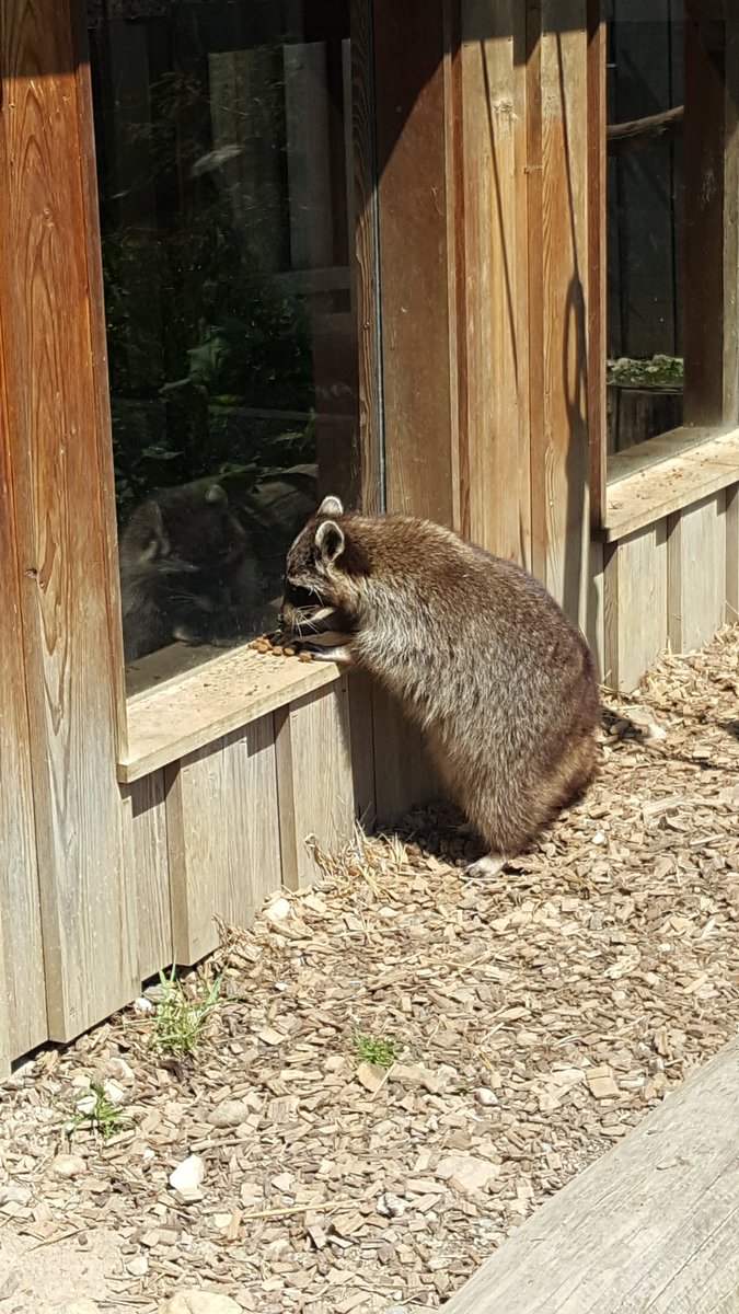 Candy Tanaka has been visiting his cousins to tell them about Welcome To Yoko's Hot Spring. 
nocars.greedbag.com
#raccoon #newalbum2018 #state51conspiracy