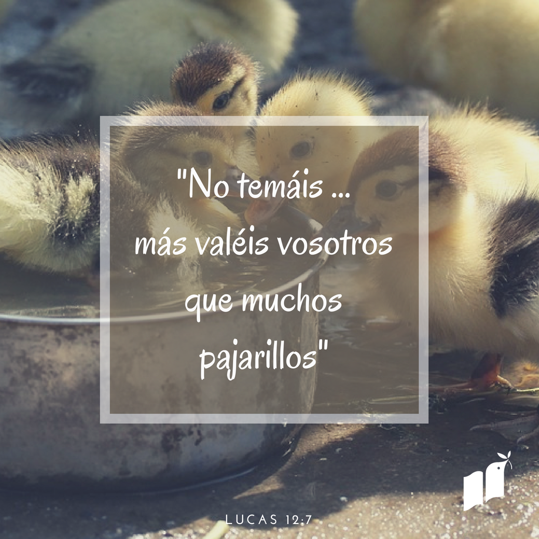sdadbiblica's tweet photo. "No temáis, pues; más valéis vosotros que muchos pajarillos". Lucas 12:7 #RVA #LaBiblia #mecuida #meayuda #meama https://t.co/unYUmJpWDE