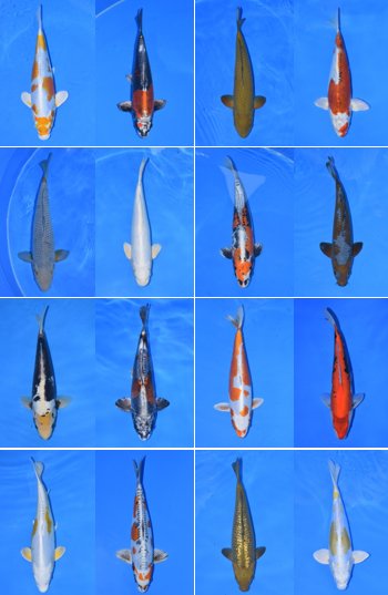 Yoshikigoi_Mgmt's tweet photo. Here are a selection of some of the beautiful @yoshikigoi creations that are on their way to their new homes since we commenced our https://t.co/4gzgk7VDNB #happy #koikeepers #koikeeping #onlineauctions #onlinebids #bidding #fish #fishkeepers #koipond #koicarp #garden #pond https://t.co/dwKdPJW2uT