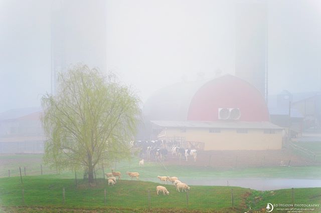 Ed_Heaton's tweet photo. It's a thick as pea soup out this morning
https://t.co/Qpj65YeY5y | OP/TECH USA | Singh-Ray Filters | Really Right Stuff | HoodmanUSA | DxO | Topaz Labs | | #OPTECHUSAAmbassador | #ImageMaster | #Hoodman | #MasterofLight | #BestofLight | #SinghRayAmbas… https://t.co/W7ruYTN0mK https://t.co/6muY5qqNgw