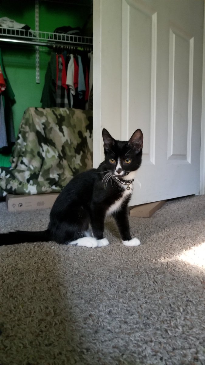 mrgDavis3's tweet photo. @FinnBalor my son got a kitten and named her Balor, after one of his favorite wrestlers!!! https://t.co/SaueOhi3i2