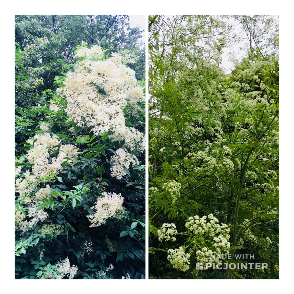 Stunning giant elderflowers and cow parsley along the #Wandle Trail north of #PloughLane stretch right now
