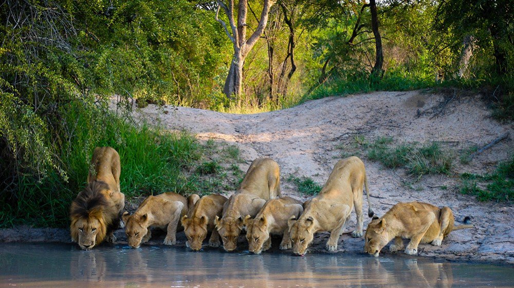 Want to enjoy the #AfricanNationalParks?

Explore #NationalParkHolidays and experience incredible wildlife in the heart of the most beautiful #NationalParksinAfrica.

Know more info bit.ly/2ISuXFA