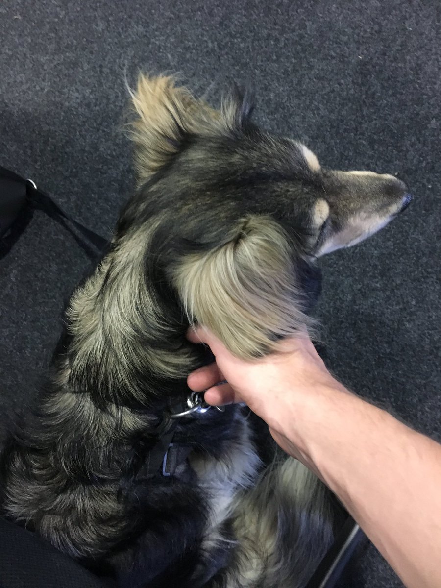ftvandomburg's tweet photo. My favorite co-worker https://t.co/fFkE82lKaz