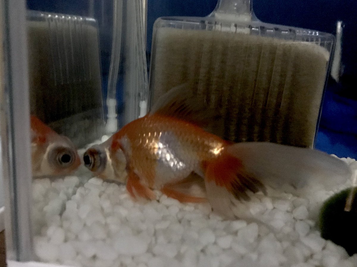 もしもし 殺し屋からの脱出 A Twitteren 寝る位置絶対ここ 金魚 睡眠