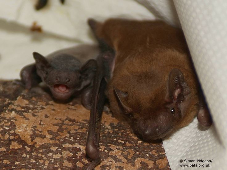Do Bats Lay Eggs Bat Wikipedia / Mother bats take care of baby bats, which are. ekangama