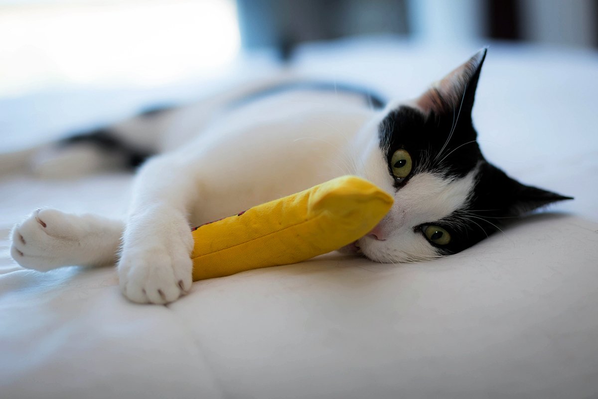 The_Dunce_Cat's tweet photo. i've been thinking...
the best things in life are free.
except catnip bananas. they cost $5.99. 

#CatsOfTwitter #WednesdayWisdom https://t.co/EFuucOiKGb
