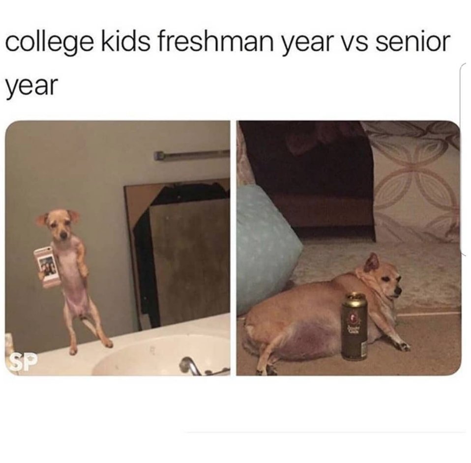 LuckyTheDog_'s tweet photo. 📷IG - braziliansweetheart95 College students... 😅 https://t.co/MSDKtQCCyT